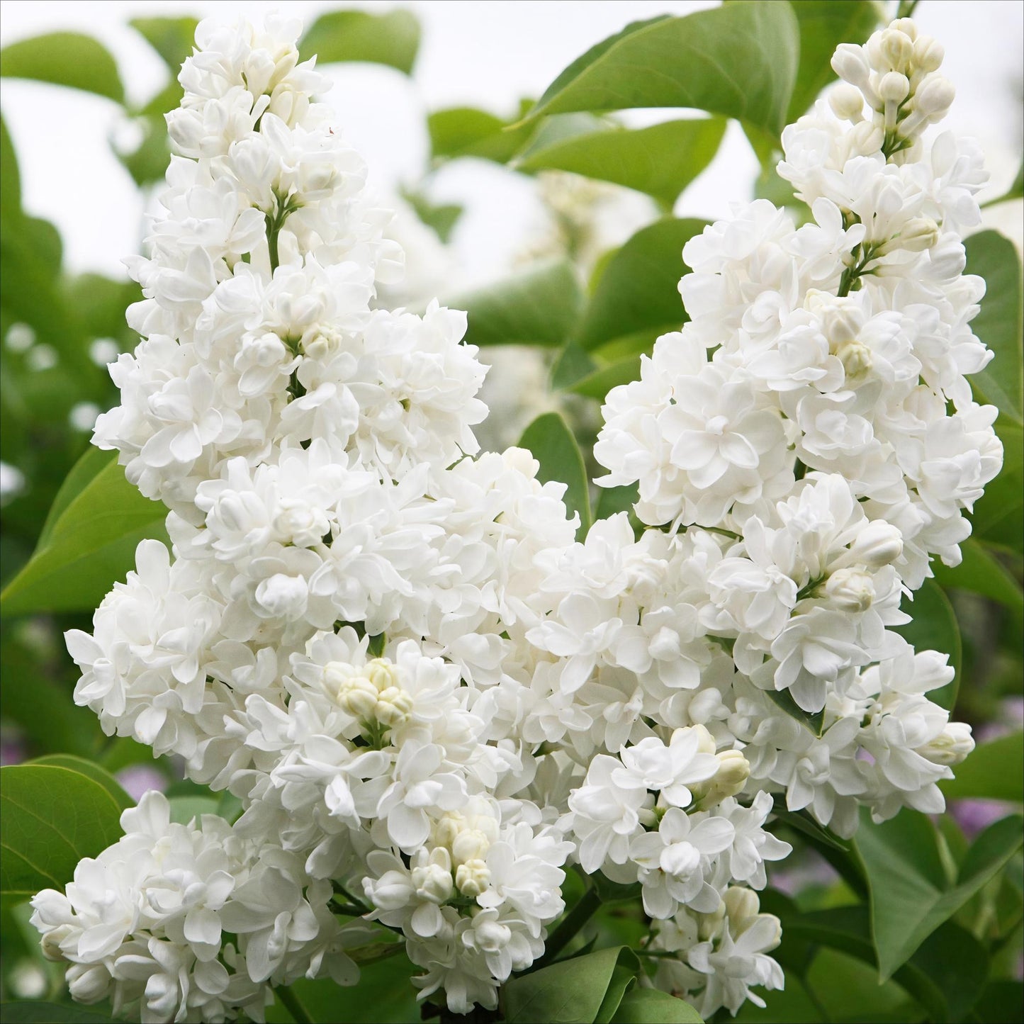 Lilas commun (Syringa vulgaris Mme Lemoine) en gros plan, dévoilant ses magnifiques fleurs doubles d'un blanc pur et immaculé.