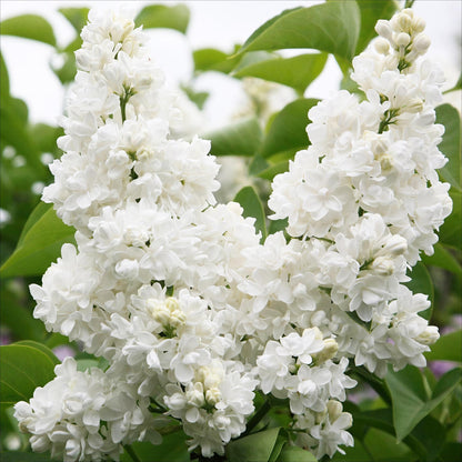 Lilas commun (Syringa vulgaris Mme Lemoine) en gros plan, dévoilant ses magnifiques fleurs doubles d'un blanc pur et immaculé.