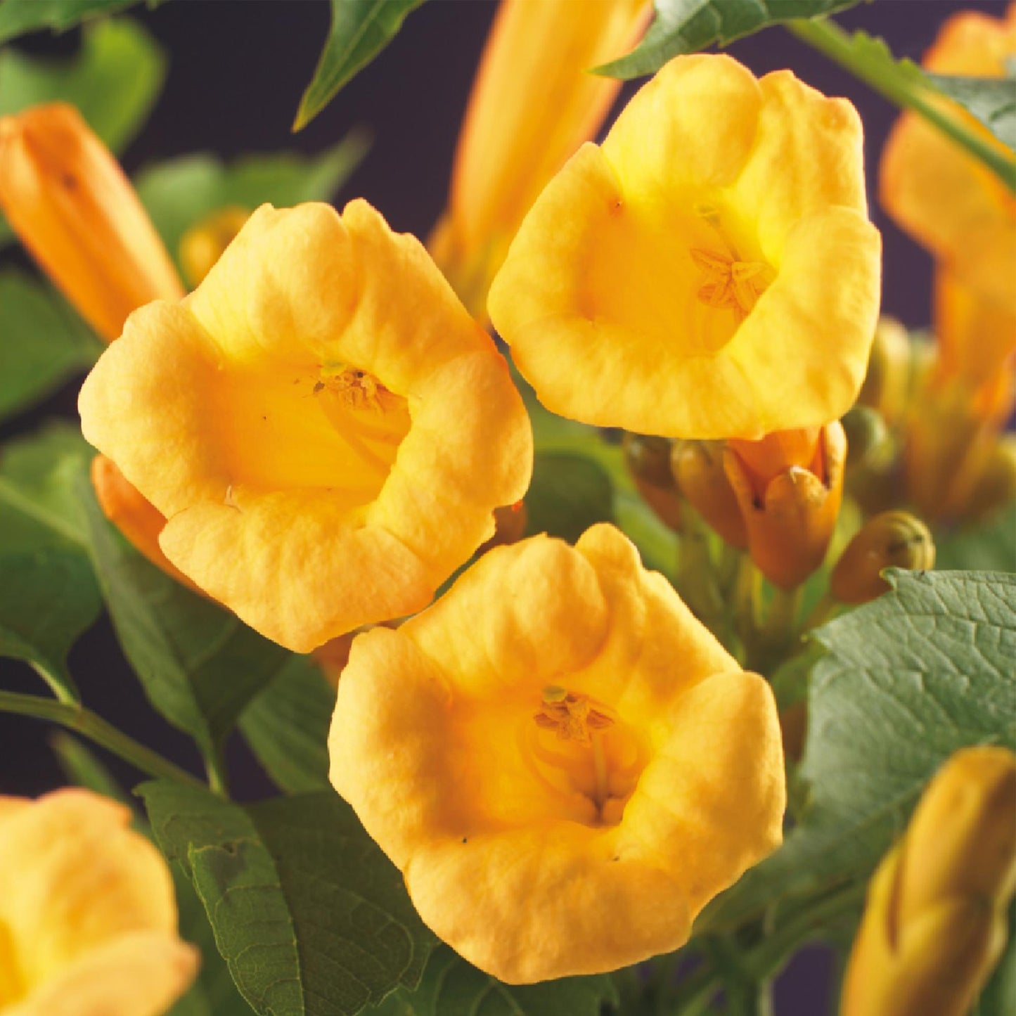 Campsis radicans Flave. Gros plan sur les magnifiques fleurs jaunes en forme de trompette, avec un feuillage vert luxuriant en arrière-plan.