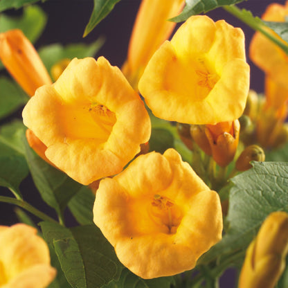 Campsis radicans Flave. Gros plan sur les magnifiques fleurs jaunes en forme de trompette, avec un feuillage vert luxuriant en arrière-plan.