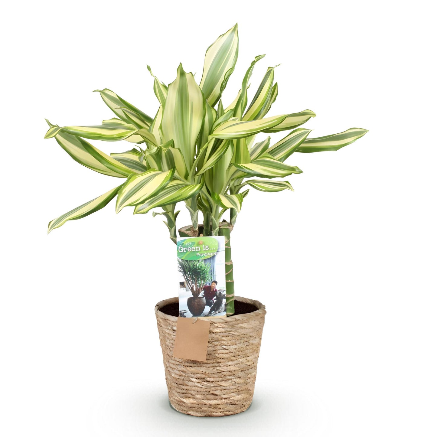 Plantes d'intérieur - Dracaena fragrans Diamond Dream - Dragon Blood Tree - Peu d'entretien - avec panier - Multicolore - 1 Plante - Pot 17cm - Hauteur 50-55cm