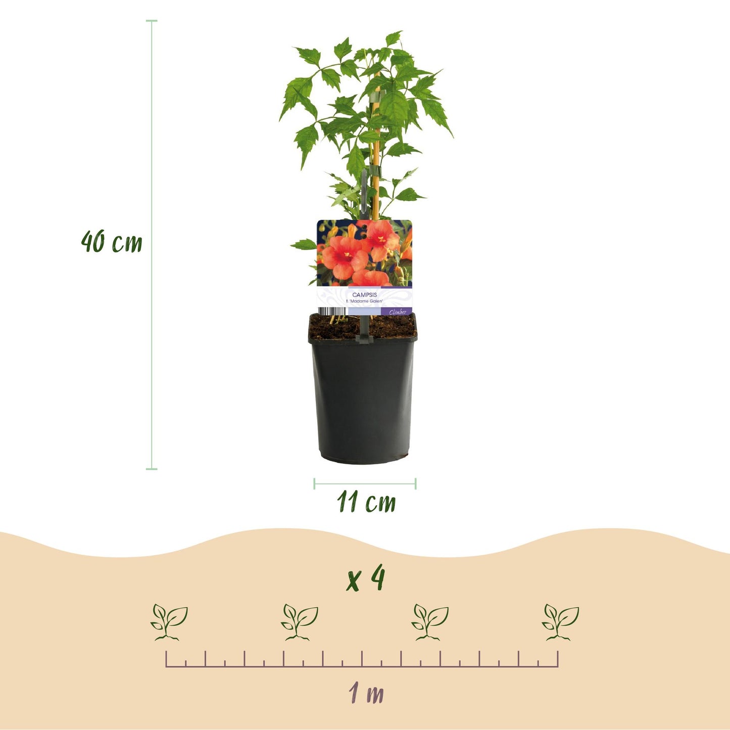 Campsis radicans Madame Galen, Fleur de Trompette : Infographie montrant un plant en pot avec une hauteur de 40 cm et un pot de 11 cm, ainsi