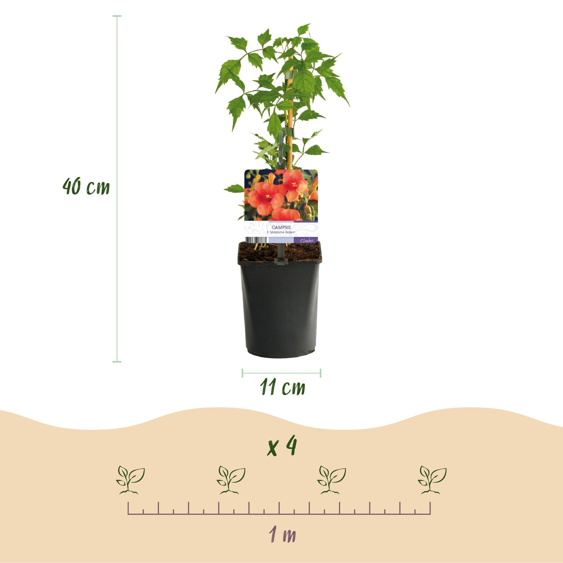 Campsis radicans Madame Galen, Fleur de Trompette : Infographie montrant un plant en pot avec une hauteur de 40 cm et un pot de 11 cm, ainsi