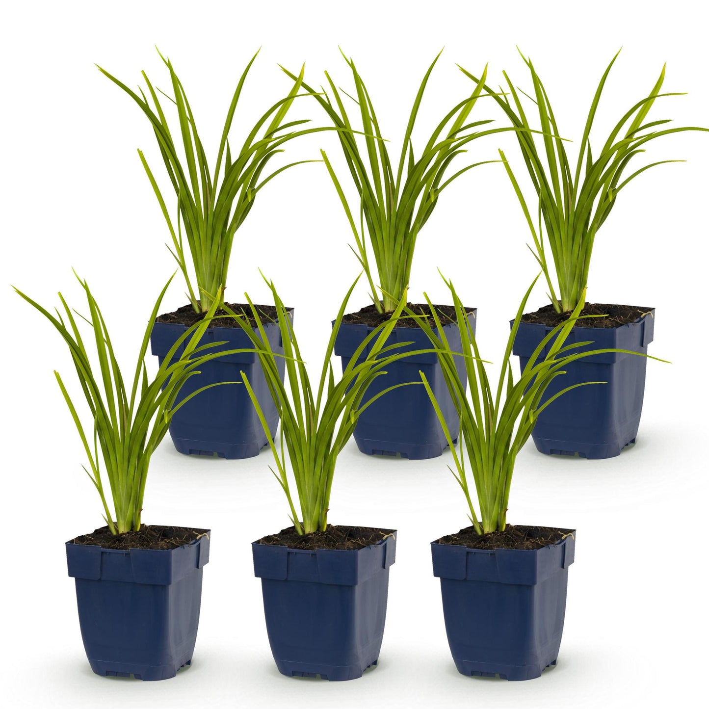Hémérocalle 'Autumn Red' en lot de 6 jeunes plants en pot, feuillage vert vif, prêts à être plantés dans votre jardin.