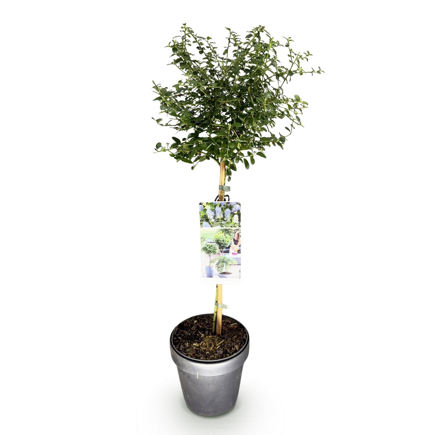 Ceanothus thyrsiflorus Repens : plante sur tige en pot de 19cm, feuillage vert et future floraison violette, sur fond blanc uni.