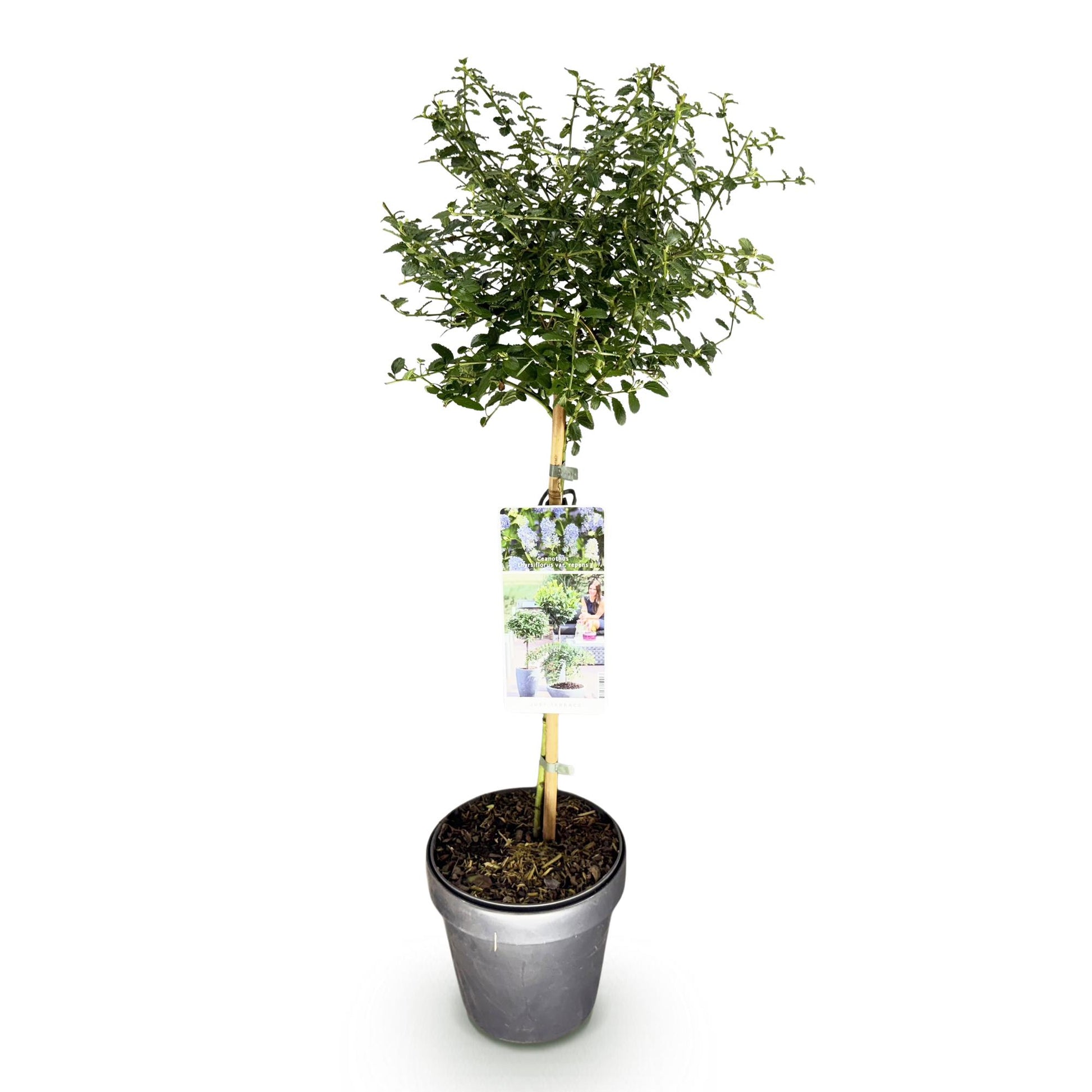 Ceanothus thyrsiflorus Repens : plante sur tige en pot de 19cm, feuillage vert et future floraison violette, sur fond blanc uni.