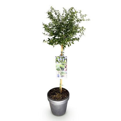Ceanothus thyrsiflorus Repens : plante sur tige en pot de 19cm, feuillage vert et future floraison violette, sur fond blanc uni.