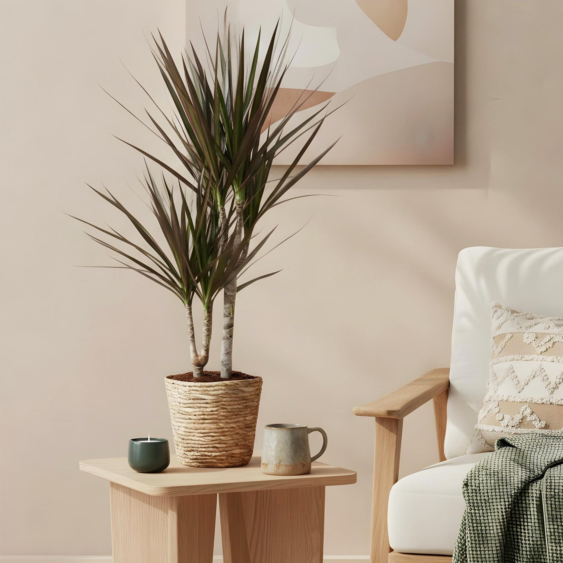 Plantes d'intérieur - Dracaena Magenta - Arbre à sang de dragon - Peu d'entretien - avec panier - Rouge - 1 Plante - Pot 17cm - Hauteur 70-80cm