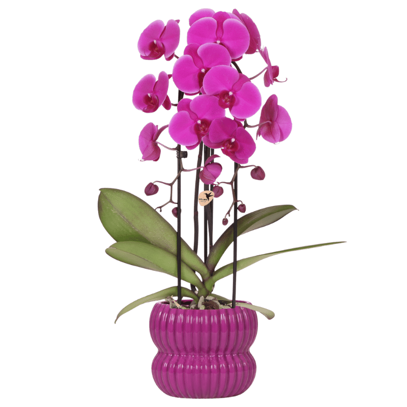 Orchidée Phalaenopsis 'Freeride Niagara Falls' violette avec cache-pot nervuré arrondi violet