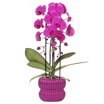 Orchidée Phalaenopsis 'Freeride Niagara Falls' violette avec cache-pot nervuré arrondi violet