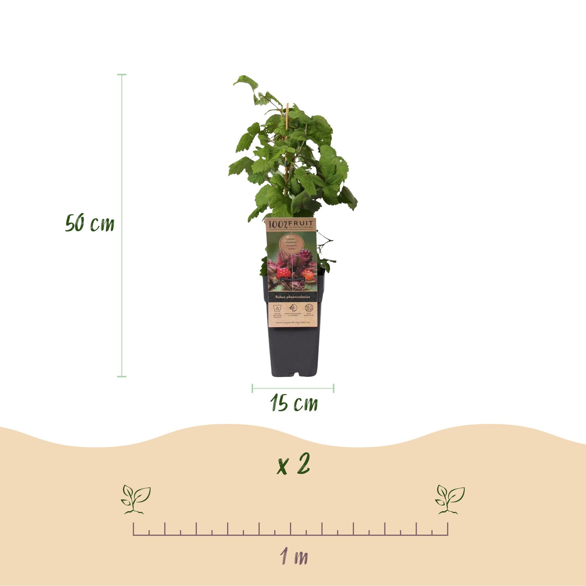 Rubus phoenicolasius : plant en pot avec indication de hauteur (50 cm), diamètre du pot (15 cm), quantité (x2) et espacement de plantation (