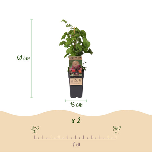 Rubus phoenicolasius : plant en pot avec indication de hauteur (50 cm), diamètre du pot (15 cm), quantité (x2) et espacement de plantation (