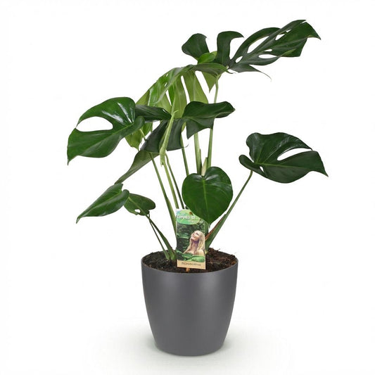 Plantes d'intérieur - Monstera Deliciosa - Plante à trous - Peu d'entretien- Vert - 1 Plante - avec Pot Gris - Pot 21cm - Hauteur 70-80cm