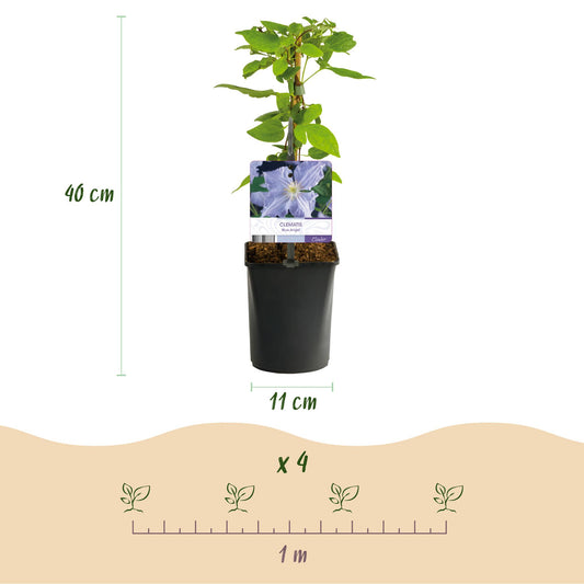 Clematis Blue Angel : jeune plant en pot de 11 cm et 40 cm de haut. Schéma d'espacement de plantation de 4 plants par mètre linéaire.