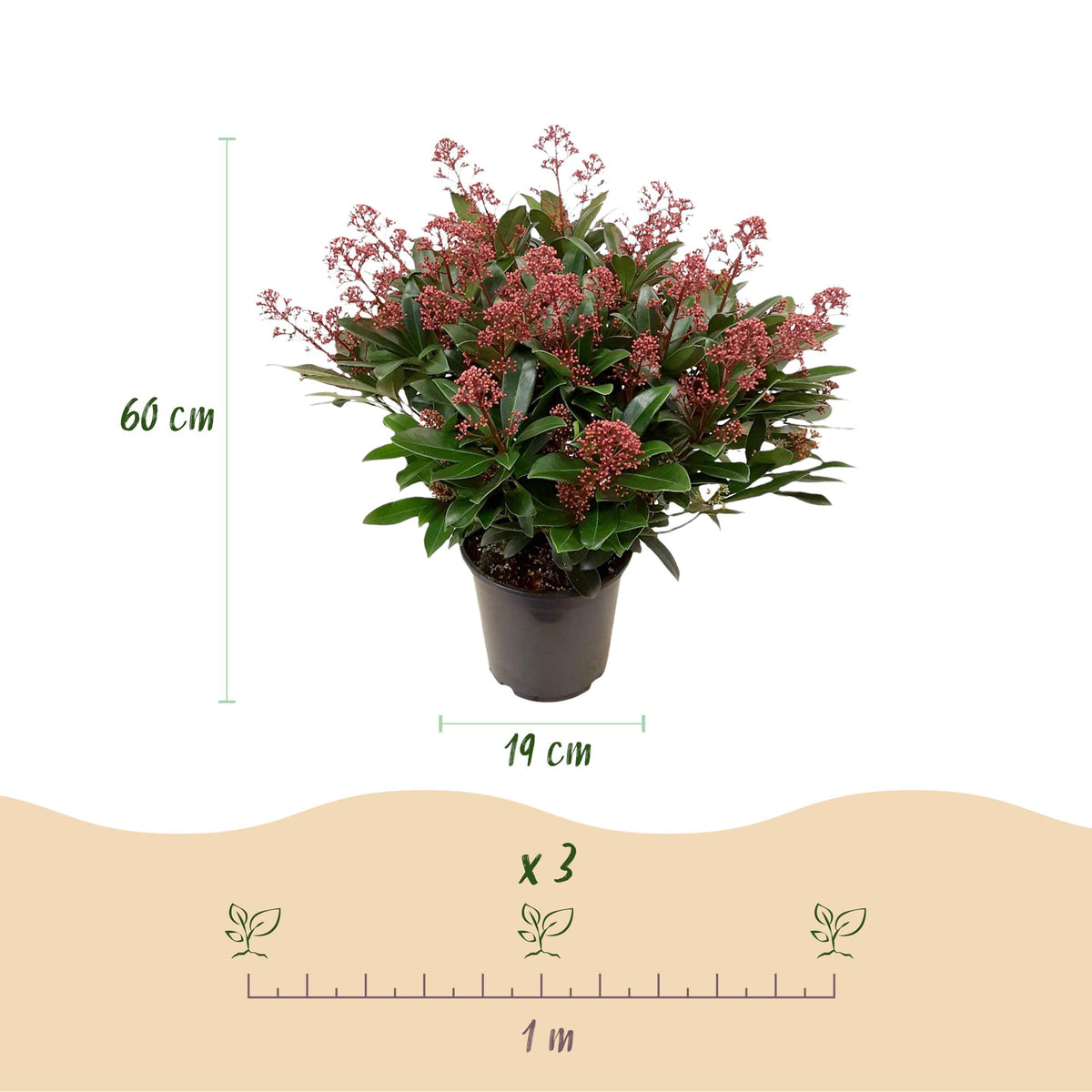 Dimensions de Skimmia 'Rubella' en pot de 19 cm