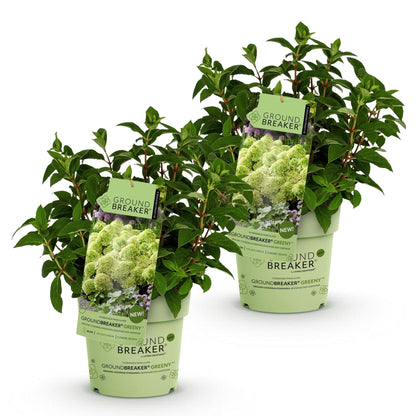 Hydrangea paniculata Groundbreaker Greeny, deux plants en pots verts sur fond blanc, avec étiquettes illustrant de belles fleurs crème.