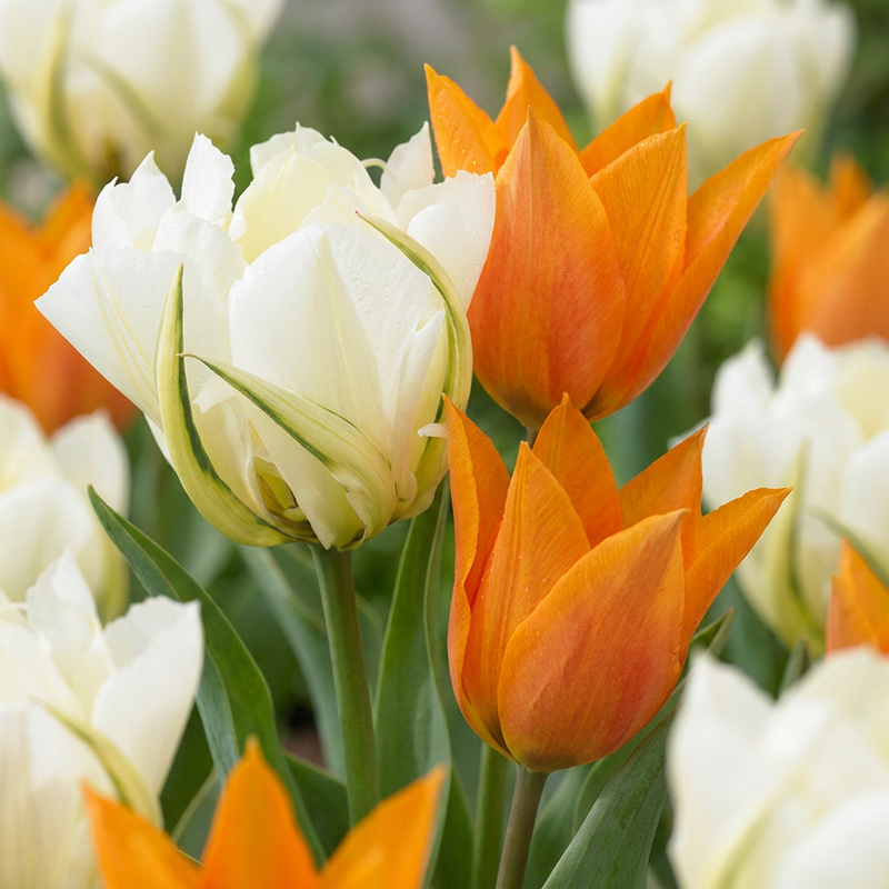 Tulipe 'Sunbath' (Tulipa) - floraison printanière - calibre 11/12