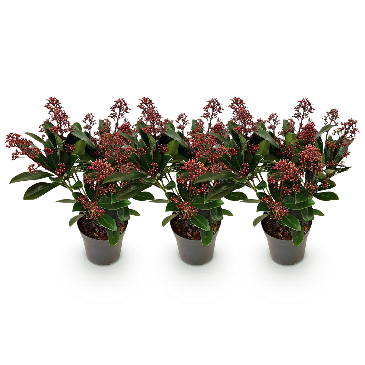 Skimmia 'Rubella' - lot de 3 plants en pot de 10,5 cm
