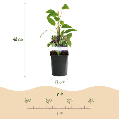 Actinidia arguta Issai. Schéma montrant un plant de kiwi en pot de 11 cm, de 40 cm de haut, et un espacement de 1 m entre 4 plants.