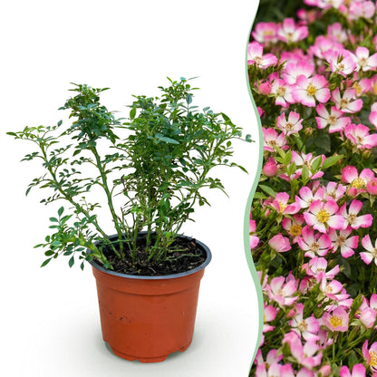 Rosier de jardin Rosa Cutie Pie en pot, feuilles vertes, à côté d'une photo de nombreux rosiers en fleurs roses et blancs.