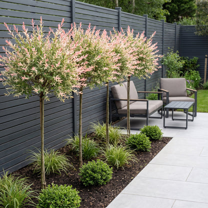 Saule crevette 'Flamingo' au jardin, Salix integra