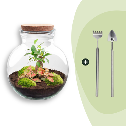Kit terrarium boule bonsaï : Avec râteau et pelle
