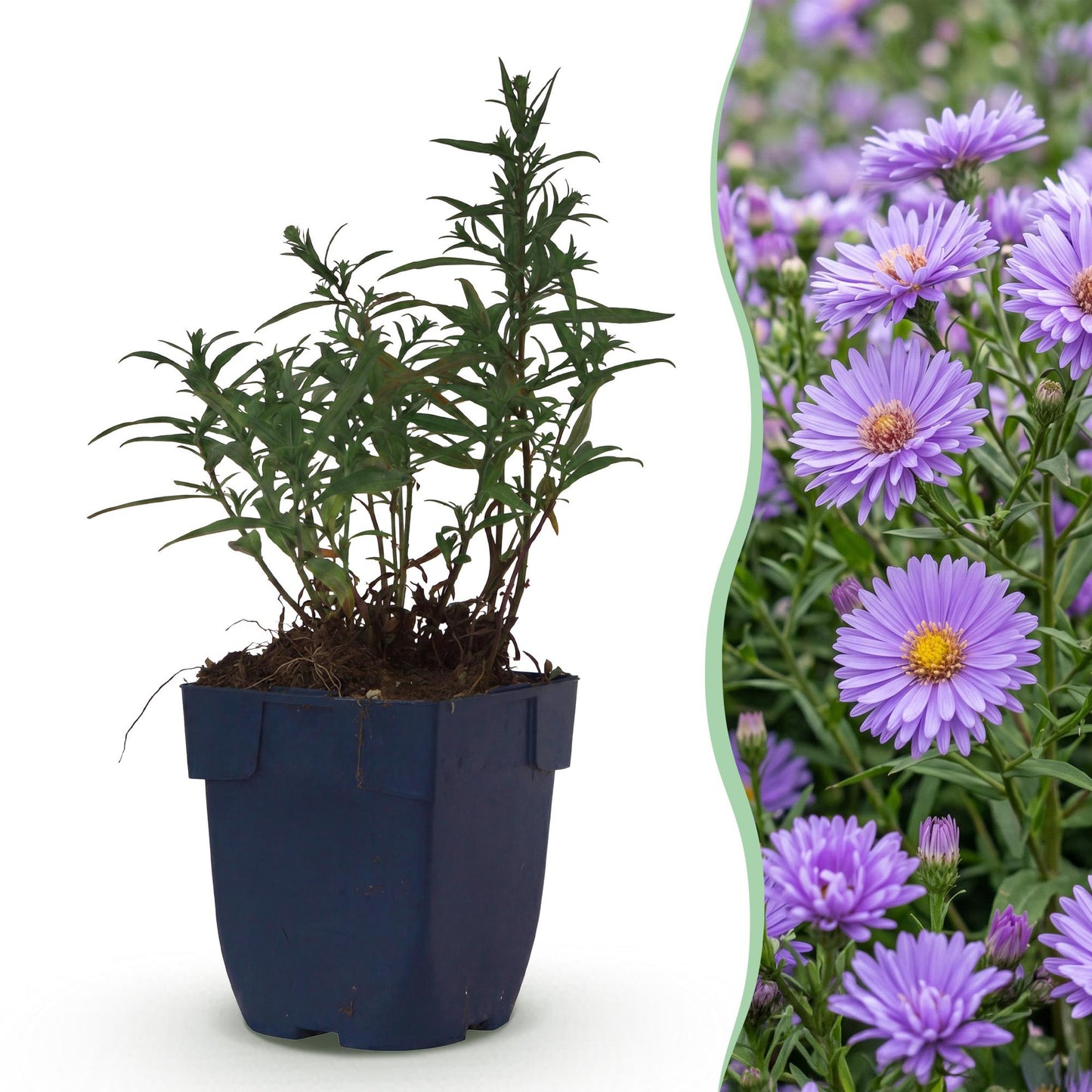 Aster (D) Méditerranée : une jeune plante en pot et un champ de fleurs violettes en pleine floraison, idéal pour attirer abeilles et papillo