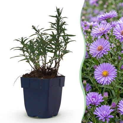 Aster (D) Méditerranée : une jeune plante en pot et un champ de fleurs violettes en pleine floraison, idéal pour attirer abeilles et papillo