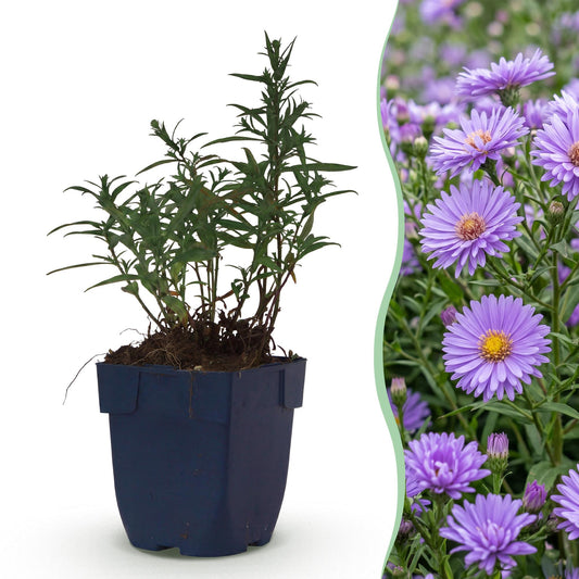 Aster (D) Méditerranée : une jeune plante en pot et un champ de fleurs violettes en pleine floraison, idéal pour attirer abeilles et papillo