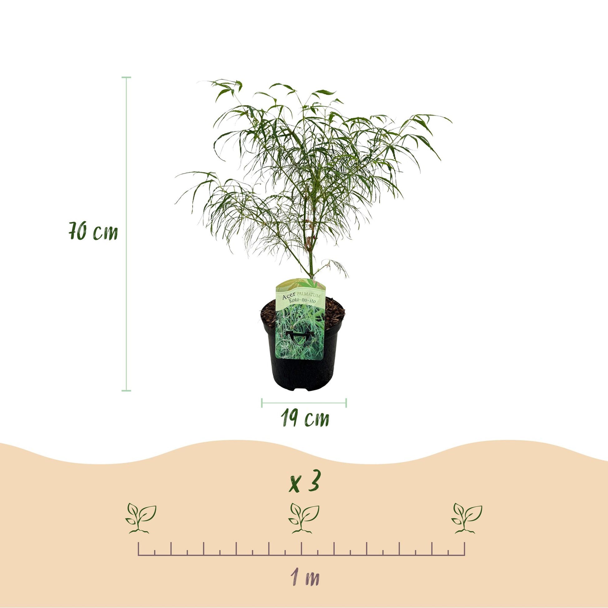 Érable japonais Acer palmatum Koto-no-ito, pot de 19 cm, hauteur 70 cm. Schéma pour planter 3 pieds par mètre linéaire.