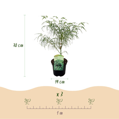 Érable japonais Acer palmatum Koto-no-ito, pot de 19 cm, hauteur 70 cm. Schéma pour planter 3 pieds par mètre linéaire.