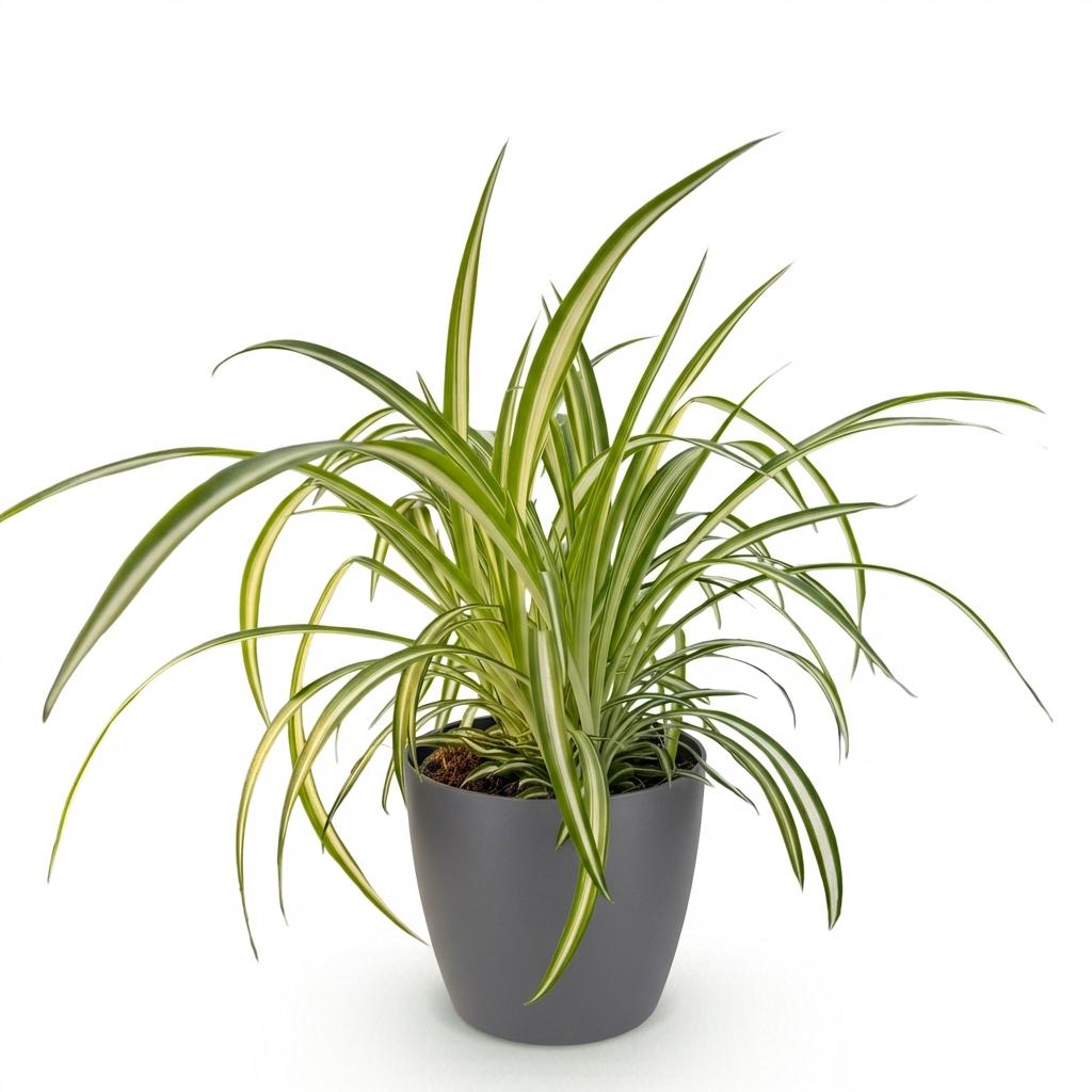 Chlorophytum comosum Variegatum aux longues feuilles vertes bordées de blanc, en pot de fleurs gris foncé