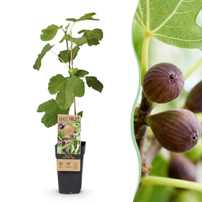 Figuier Ficus caria Little miss Figgy en pot, à côté d'un gros plan de figues mûres violettes sur leur branche avec feuilles.