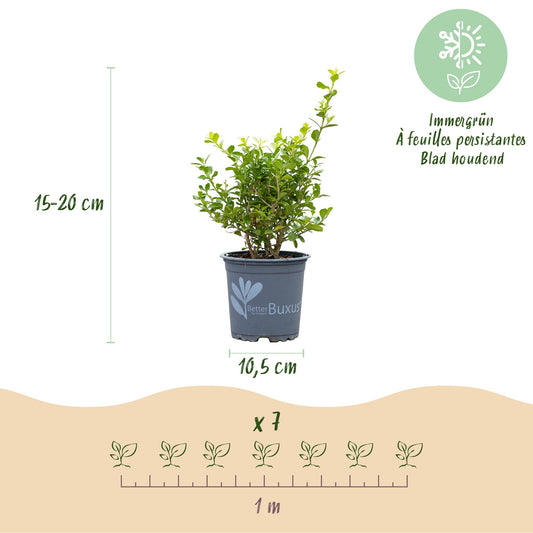 BetterBuxus Babylon Beauty. Infographie montrant un jeune plant en pot avec ses dimensions (15-20 cm de hauteur, pot de 10,5 cm) et une sugg