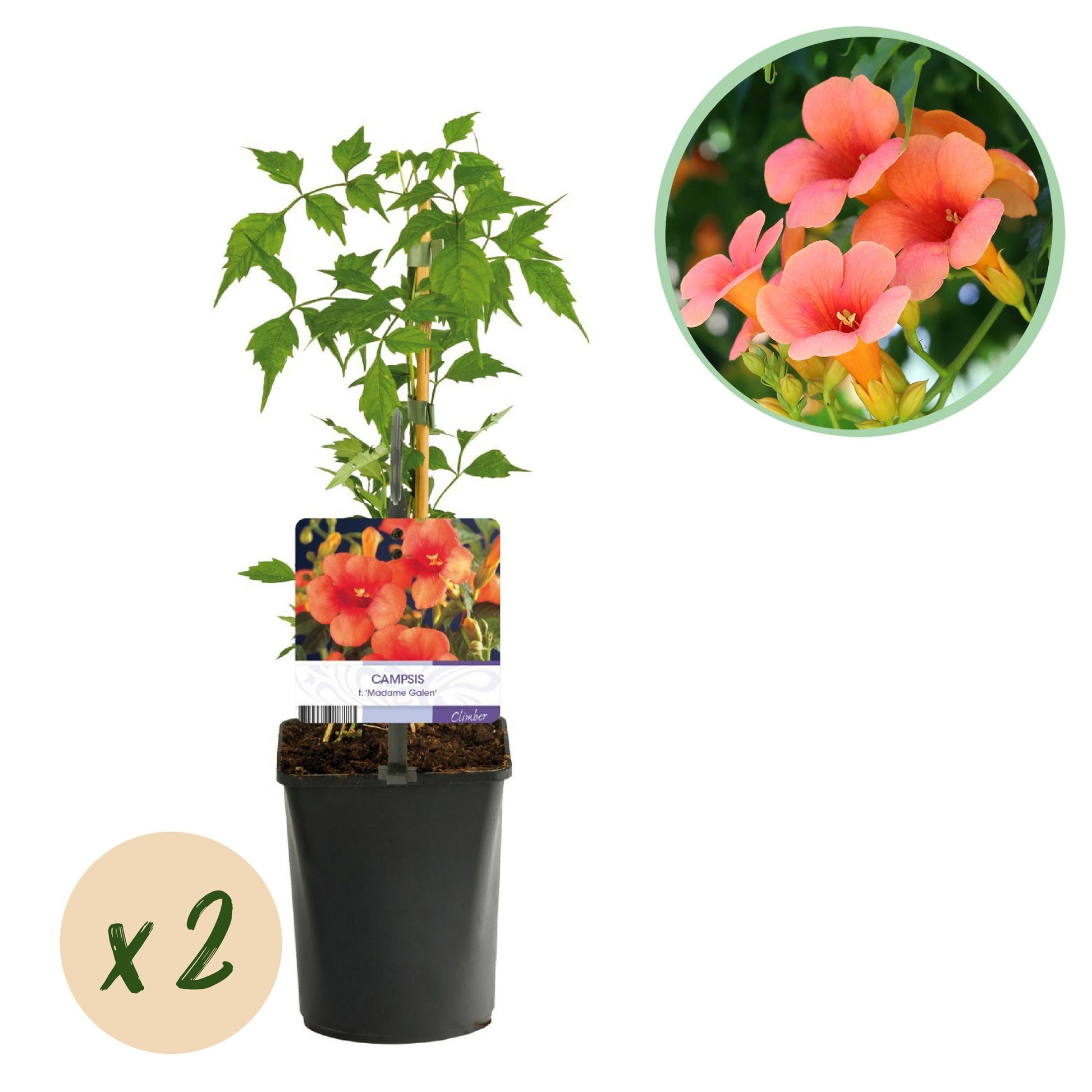 Campsis radicans Madame Galen, fleur de trompette orange. Un plant en pot avec une pastille indiquant une quantité de x2.