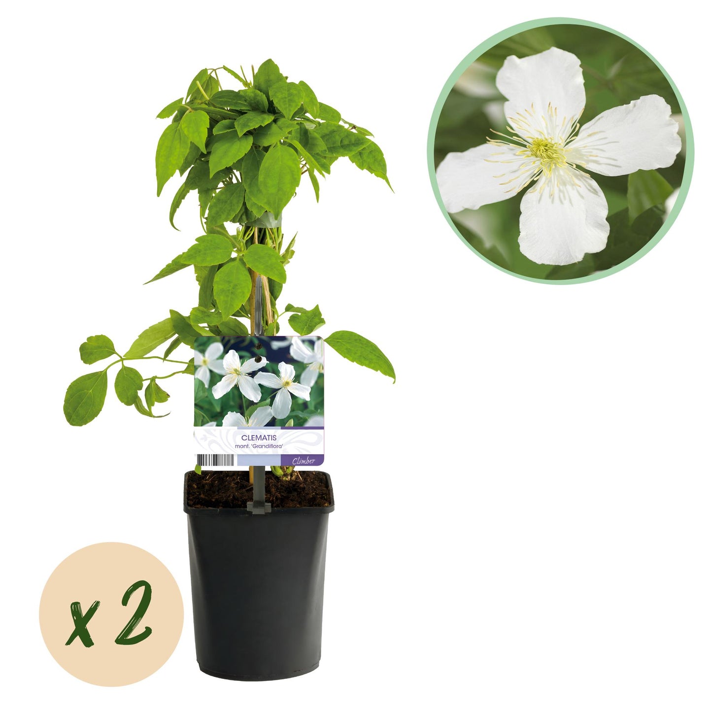 Clématite Armandii : lot de 2 plants en pot de 11cm, hauteur 40cm, fleurs blanches, sur fond blanc. Bulle x2 en bas à gauche.