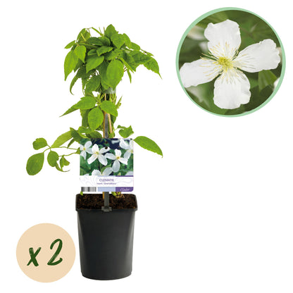 Clématite Armandii : lot de 2 plants en pot de 11cm, hauteur 40cm, fleurs blanches, sur fond blanc. Bulle x2 en bas à gauche.