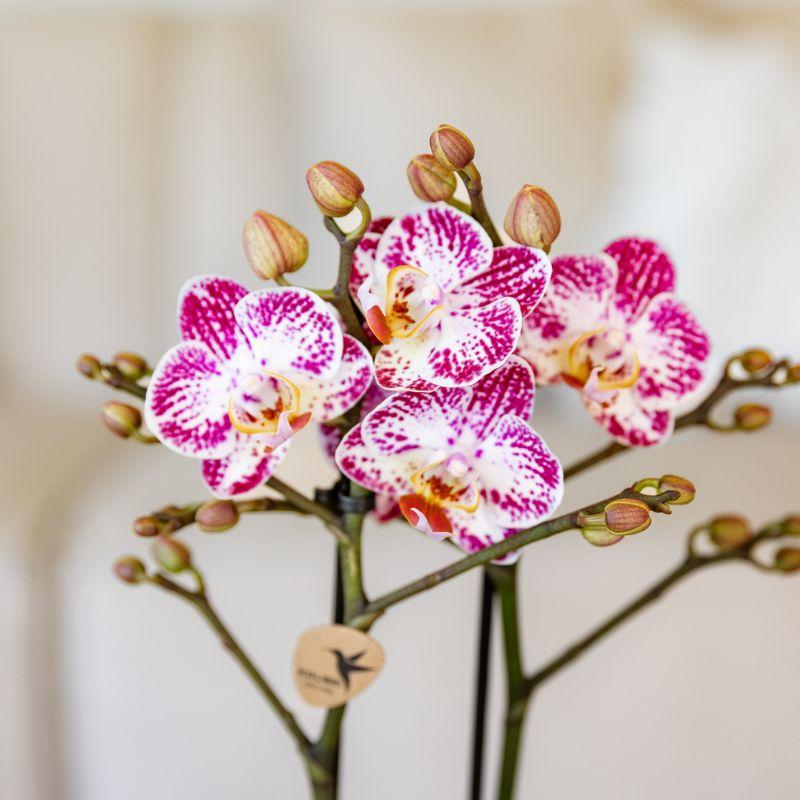 Orchidée Phalaenopsis rose-violet en pot
