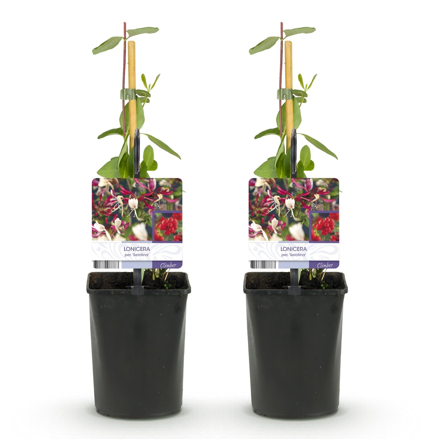 Chèvrefeuille Lonicera Serotina : deux jeunes plants en pot noir, tuteurés, sur fond blanc. Chaque pot a une étiquette montrant des fleurs r