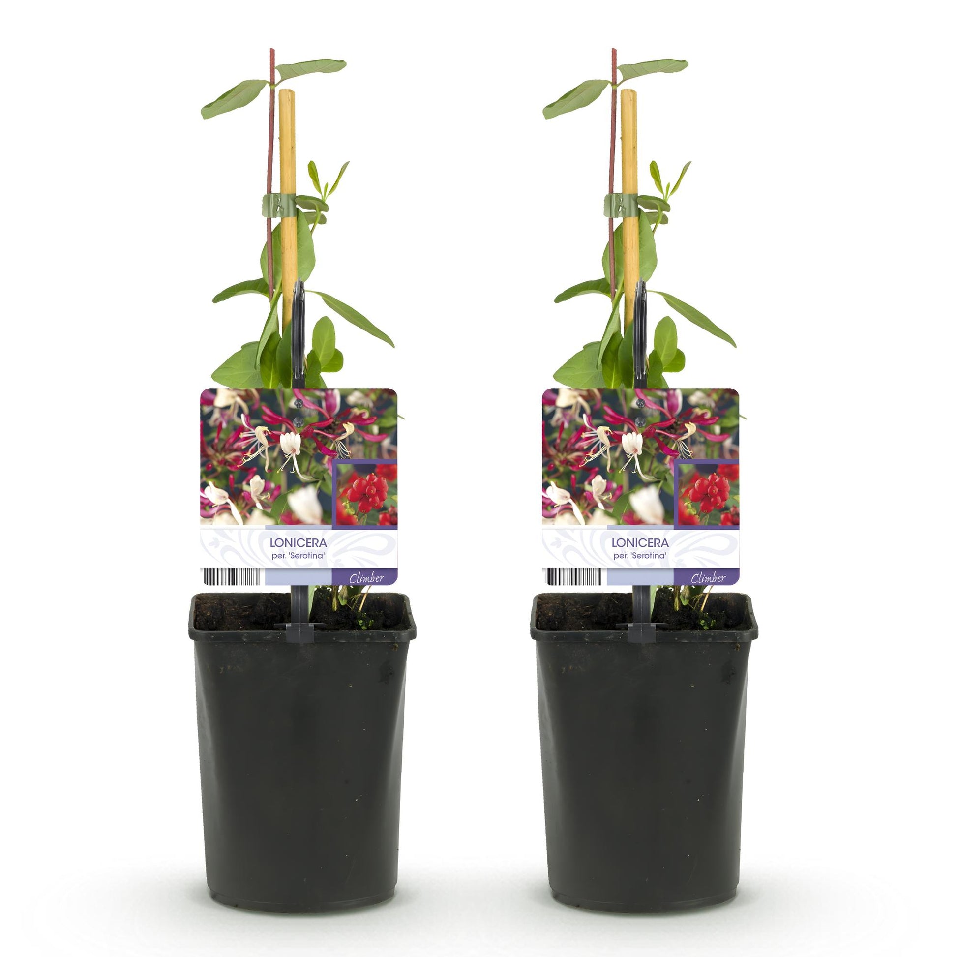 Chèvrefeuille Lonicera Serotina : deux jeunes plants en pot noir, tuteurés, sur fond blanc. Chaque pot a une étiquette montrant des fleurs r