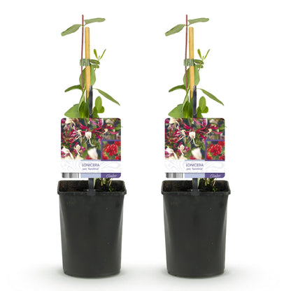 Chèvrefeuille Lonicera Serotina : deux jeunes plants en pot noir, tuteurés, sur fond blanc. Chaque pot a une étiquette montrant des fleurs r