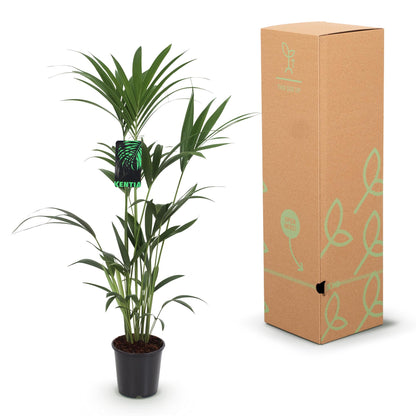 Plante d'intérieur - Howea Forsteriana - Palmier Kentia - Peu d'entretien - Vert - 1 Plante - avec Potter Blanc - Pot 21cm - Hauteur 120-130cm