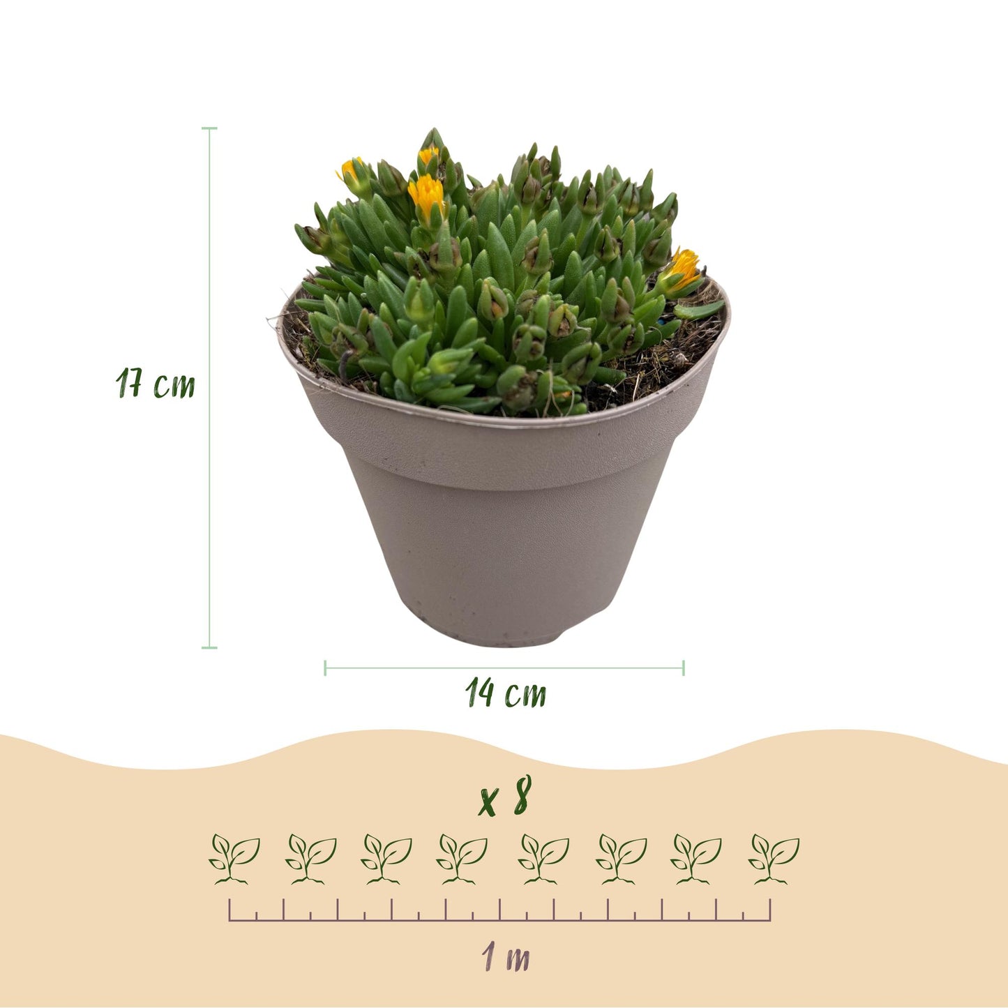 Delosperma : Schéma d'un plant en pot avec dimensions (hauteur 17cm, pot 14cm) et indication d'espacement de plantation de 1 mètre pour 8 pl