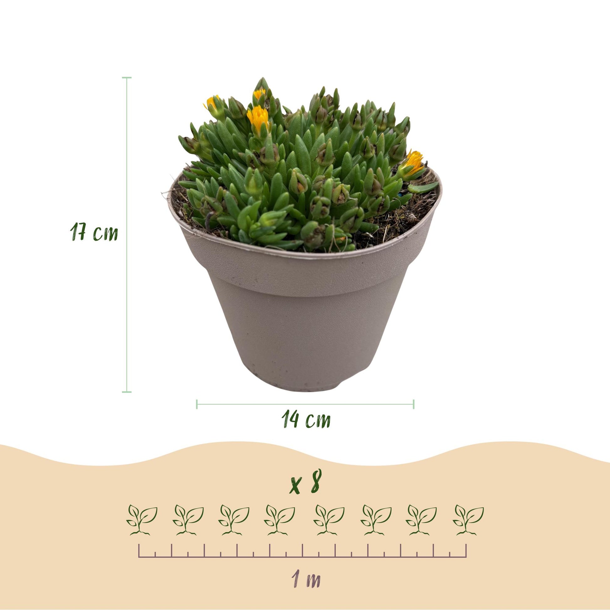 Delosperma : Schéma d'un plant en pot avec dimensions (hauteur 17cm, pot 14cm) et indication d'espacement de plantation de 1 mètre pour 8 pl