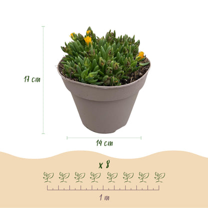 Delosperma : Schéma d'un plant en pot avec dimensions (hauteur 17cm, pot 14cm) et indication d'espacement de plantation de 1 mètre pour 8 pl