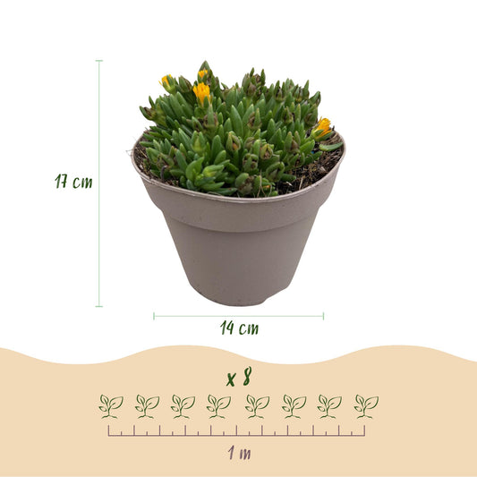 Delosperma : Schéma d'un plant en pot avec dimensions (hauteur 17cm, pot 14cm) et indication d'espacement de plantation de 1 mètre pour 8 pl