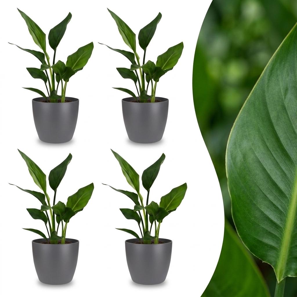 Quatre plants de Strelitzia Reginea, ou Oiseau de paradis, avec un feuillage vert luxuriant dans des cache-pots gris élégants
