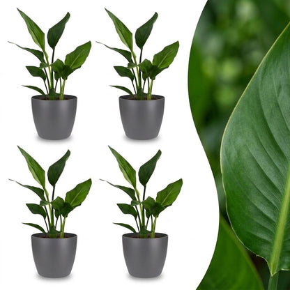Quatre plants de Strelitzia Reginea, ou Oiseau de paradis, avec un feuillage vert luxuriant dans des cache-pots gris élégants