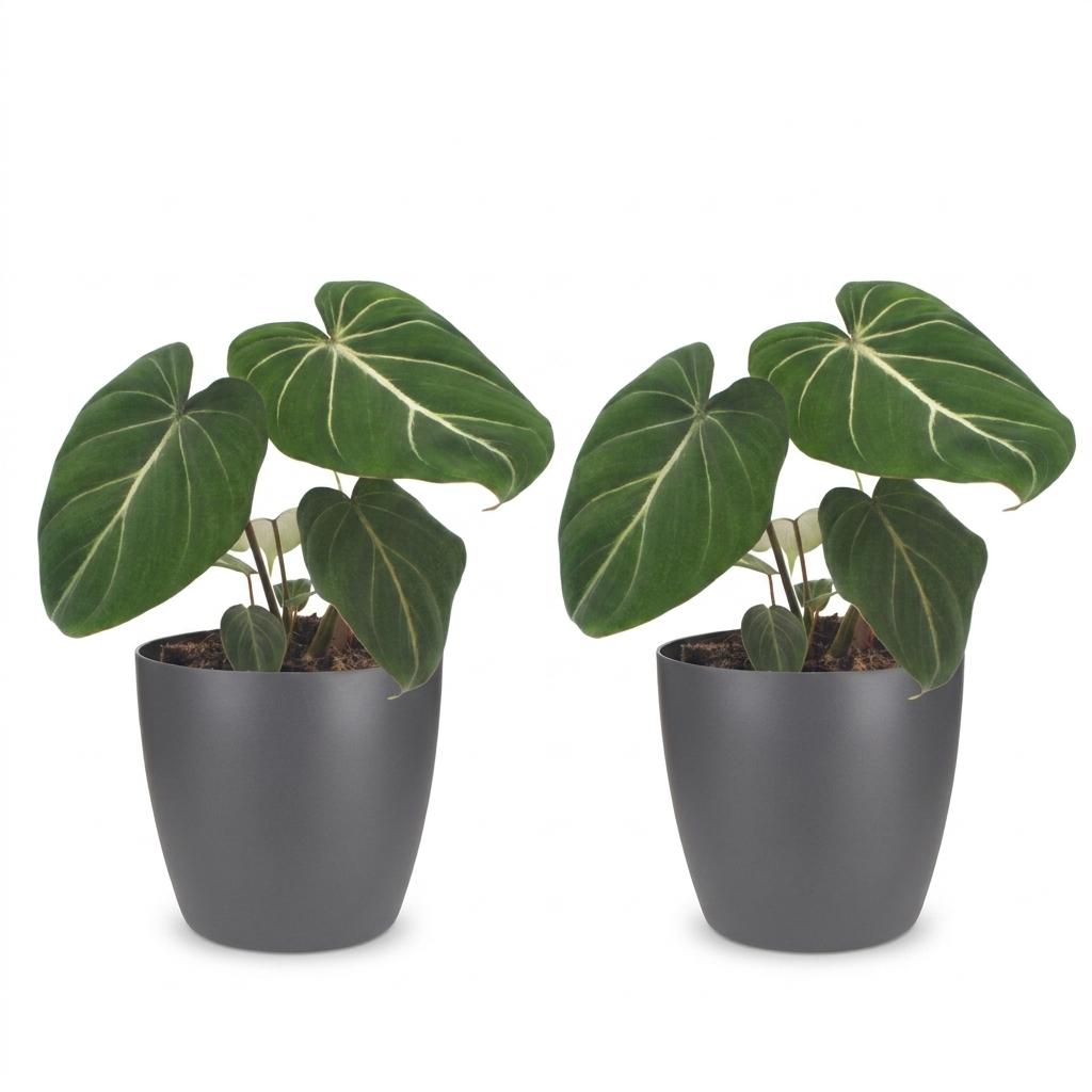 Philodendron Gloriosum - Pot de 12cm