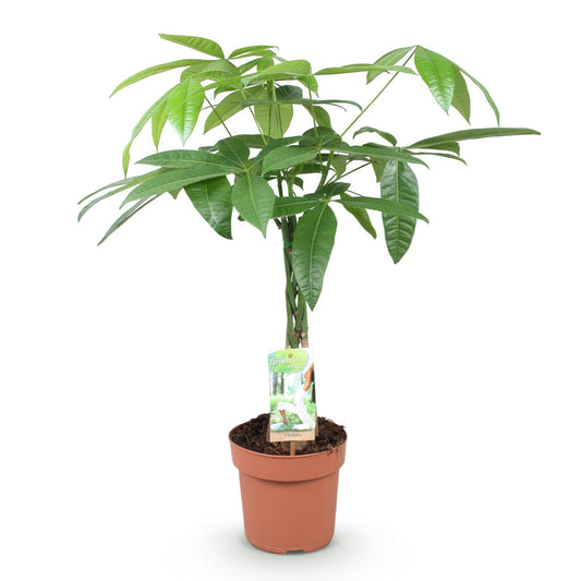 Plantes d'intérieur - Pachira Aquatica tige tressée - Arbre à monnaie - Peu d'entretien - Vert - 1 Plante - Pot 17cm - Hauteur 60-70cm